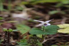 Viola serpens